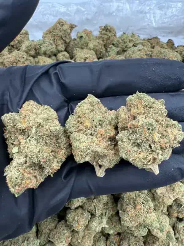 Durban Poison THCa Flower – Sativa Clásica (28%)
