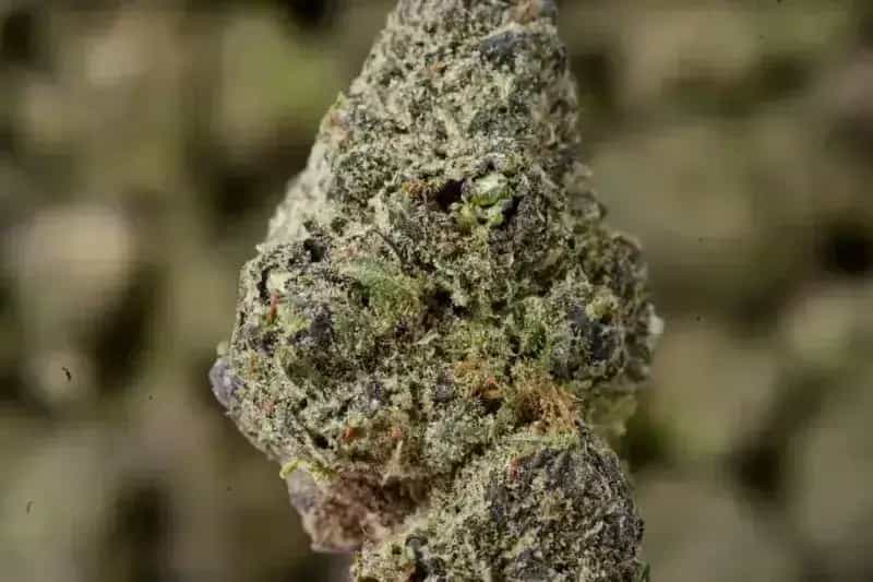 Purple Ice THCa Flower  Sativa Premium (27.03%)