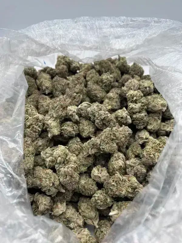 Green Slime THCa Flower – Sativa Premium (30.62%) imagen 3