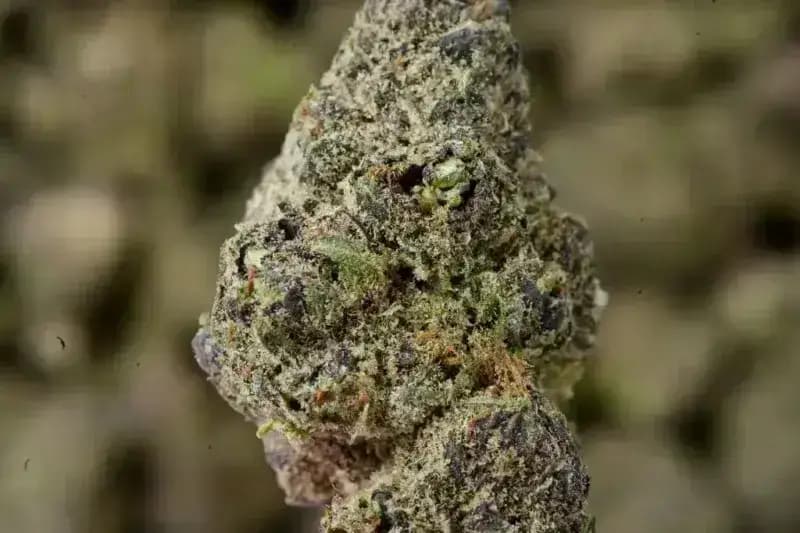 Purple Ice THCa Flower Premium Sativa (27.03%)