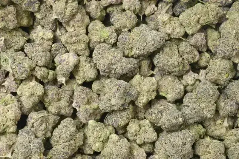 Purple Ice THCa Flower  Premium Sativa (27.03%) image 3