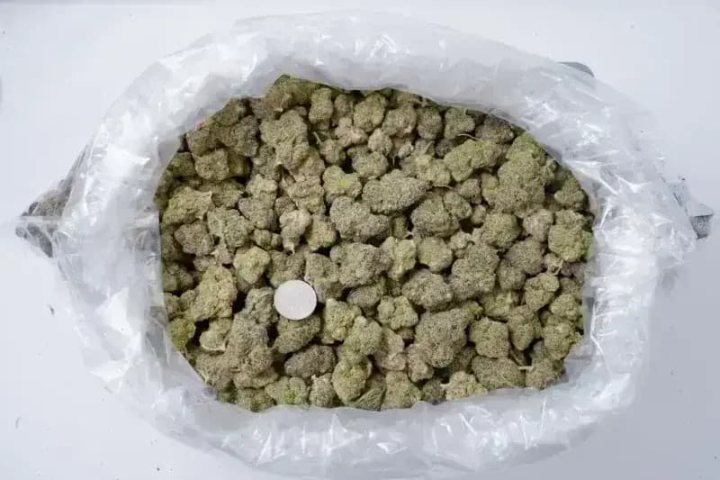 Purple Ice THCa Flower  Premium Sativa (27.03%) image 4