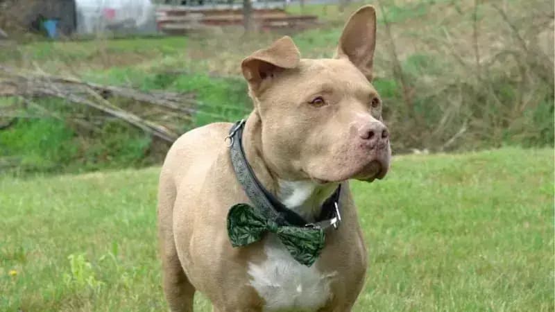 Man's Best Friend Deserves the Best Care: Understanding CBD for Dogs