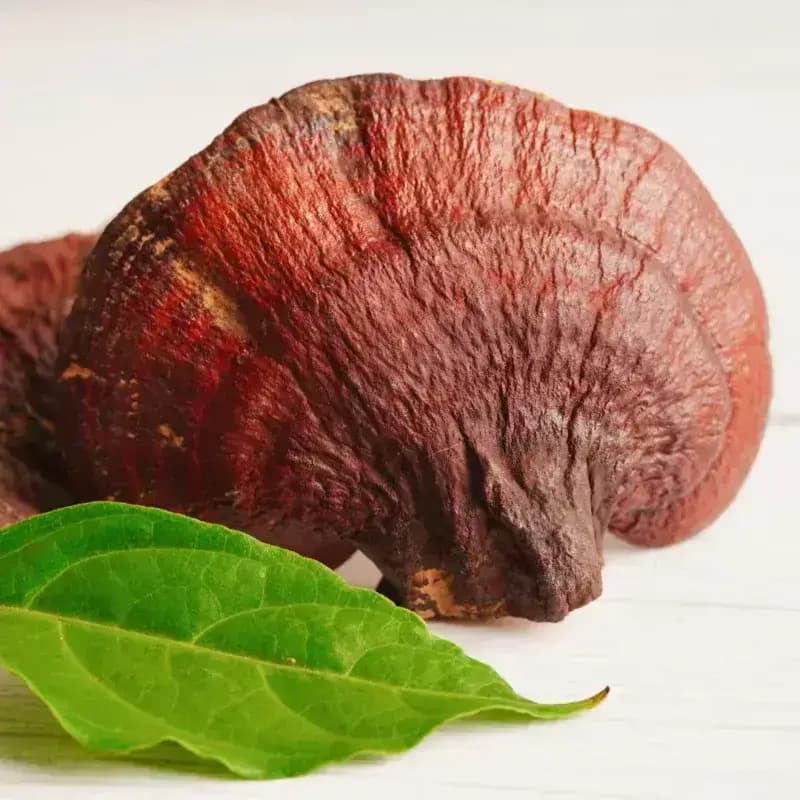 The Health Benefits of Reishi Mushrooms: A Natural Path to Wellness