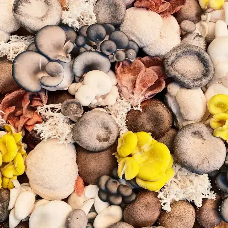 What are Functional Mushrooms? Fungi 101