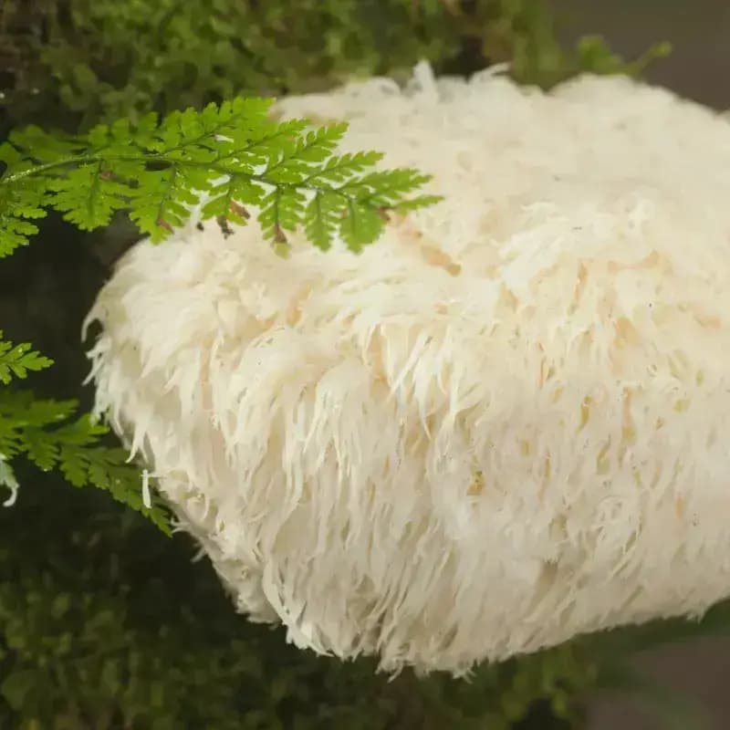 Top Benefits of Lion’s Mane: Awaken Your Cognitive Brilliance