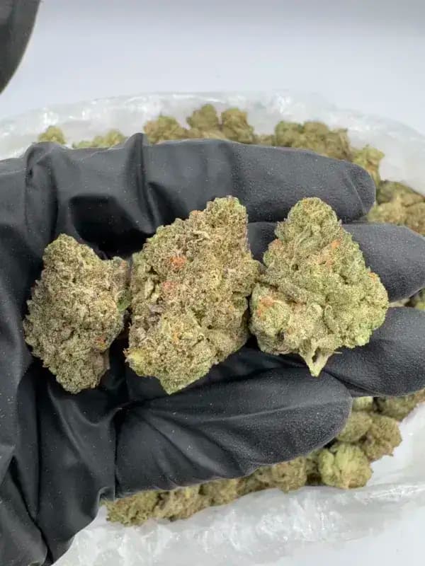 Ice Cream Cake THCa Flower Indica-Dominant Hybrid (28.04%)