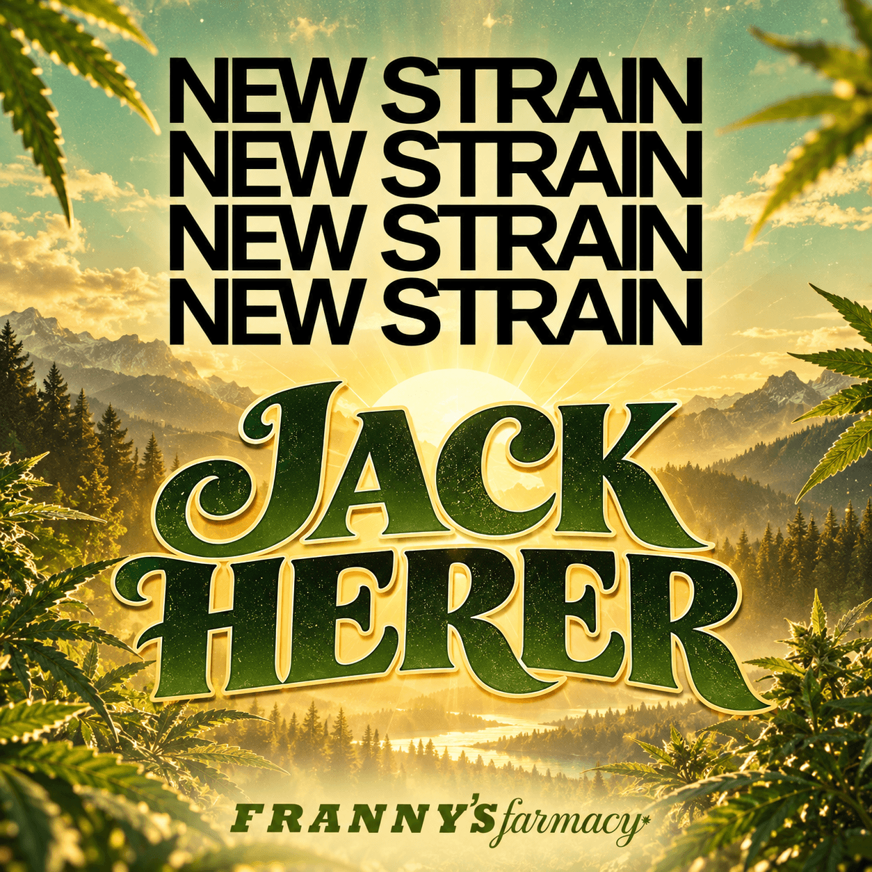 Jack Herer THCa Flower (Premium)